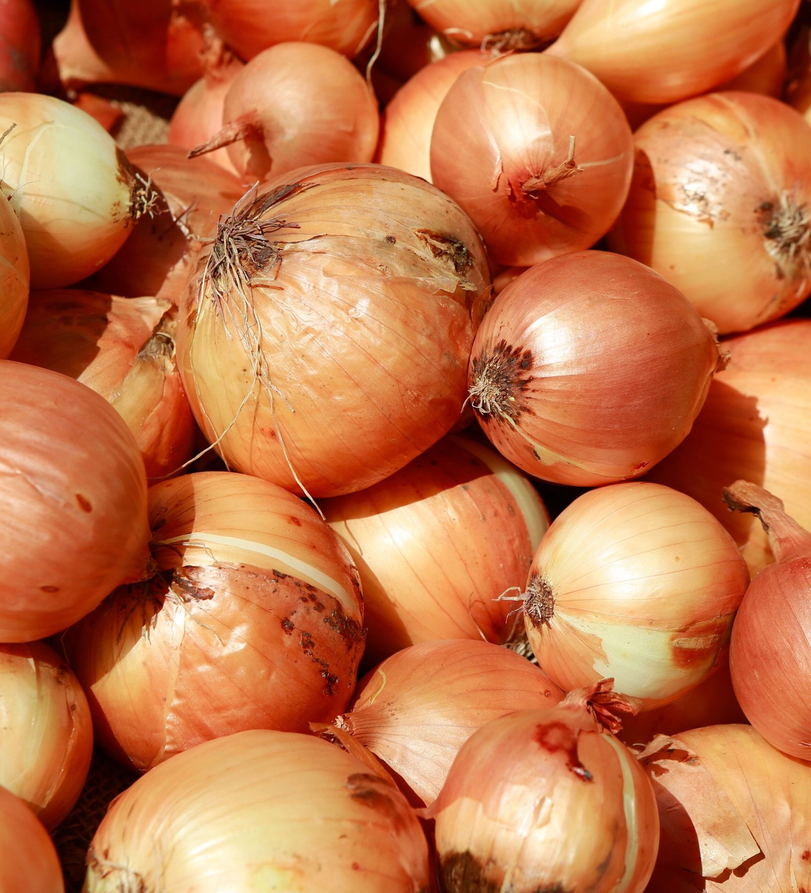 Onions / Cebula
