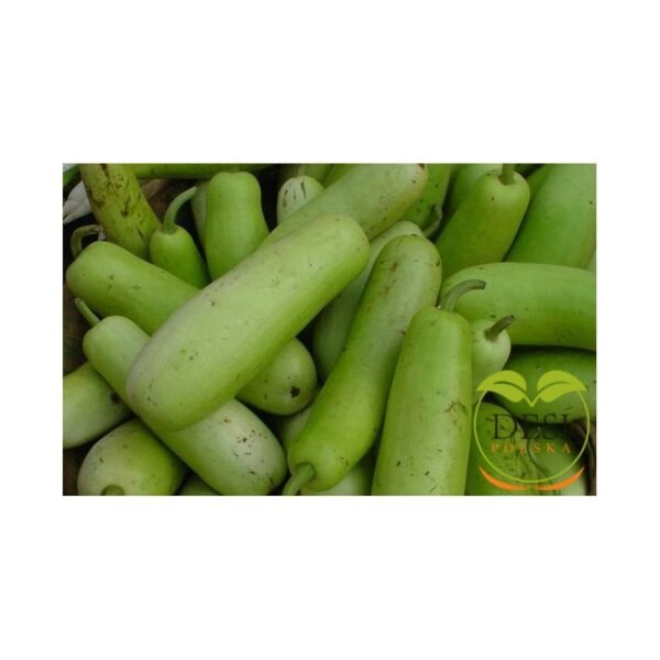 Alternative view of Bottle Gourd ( Lauki ) 1Kg (Shipping on Wednesday)